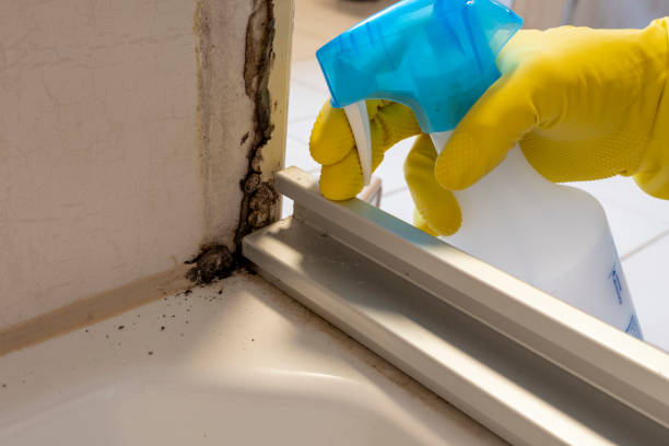 Best Insurance-Related Mold Remediation in Estherville, IA